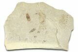 Detailed Fossil Beetle (Coleoptera) - Green River Formation #360230-1